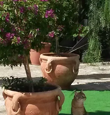 Capuano * جانجي