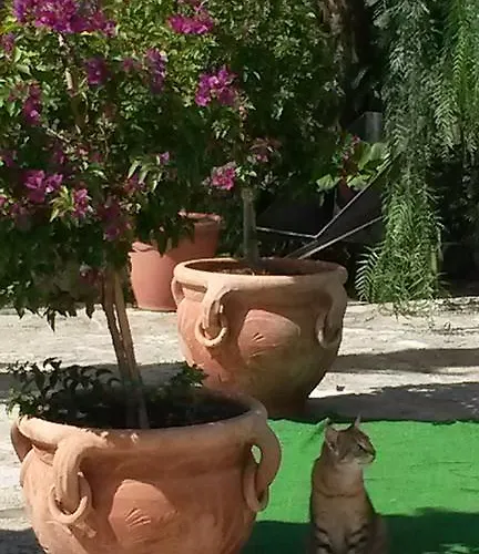 Capuano * Gangi